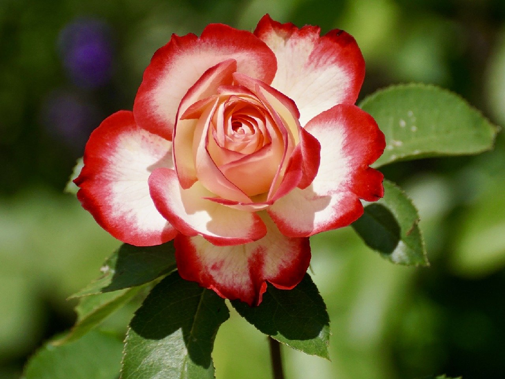 Szkółka roślin - dlaczego warto kupić w niej róże?